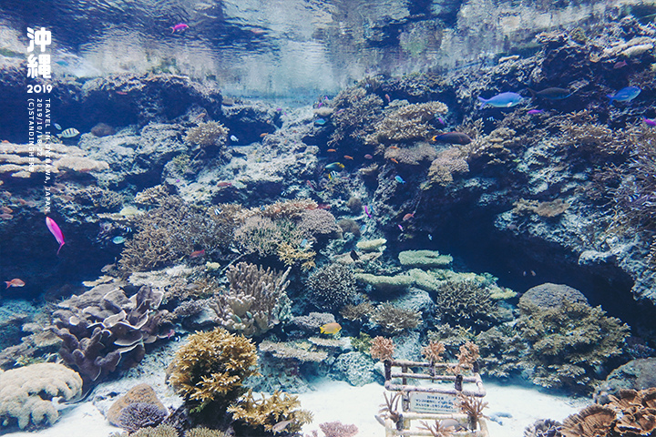 沖繩美麗海水族館-19