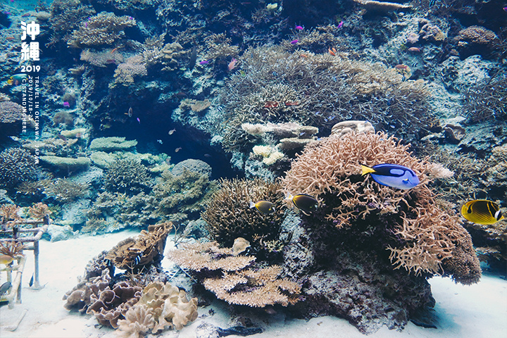 沖繩美麗海水族館-18