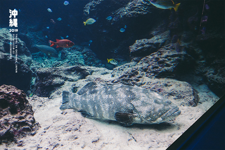 沖繩美麗海水族館-27