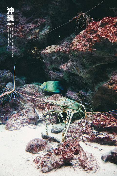 沖繩美麗海水族館-31 沖繩美麗海水族館-31