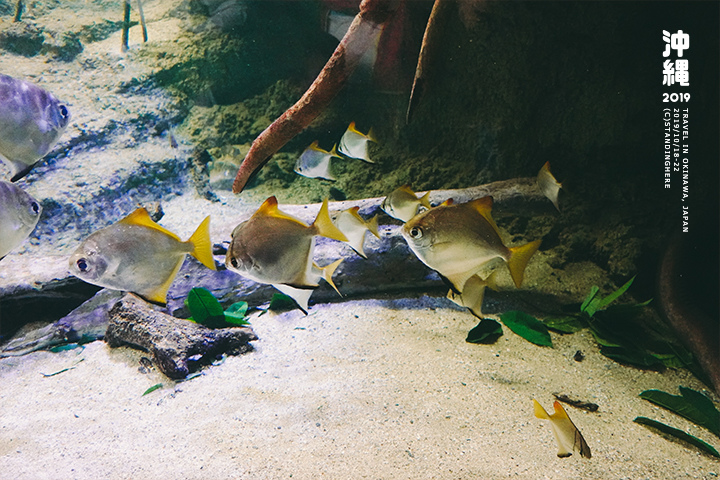 沖繩美麗海水族館-32