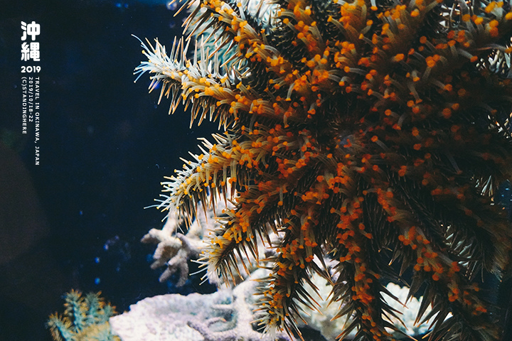 沖繩美麗海水族館-29