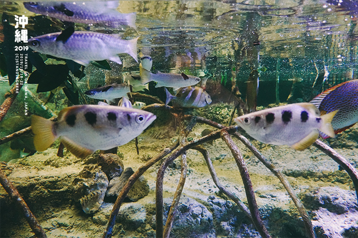 沖繩美麗海水族館-33