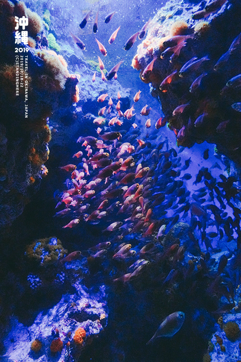 沖繩美麗海水族館-35