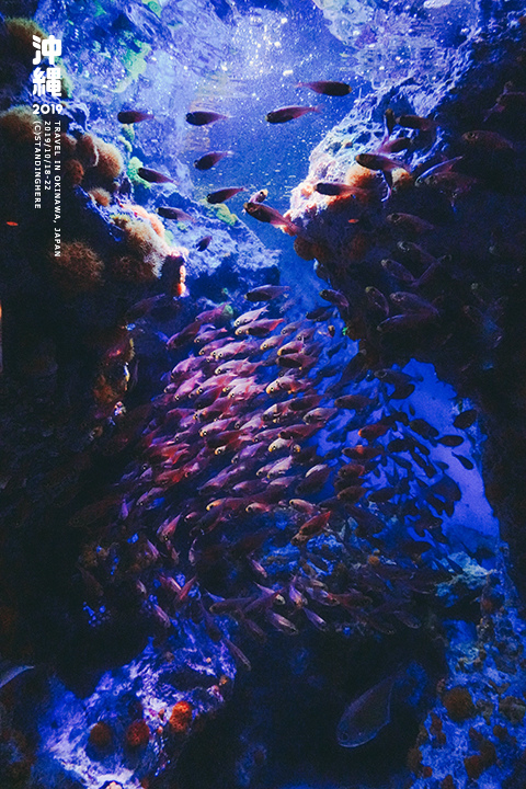 沖繩美麗海水族館-34