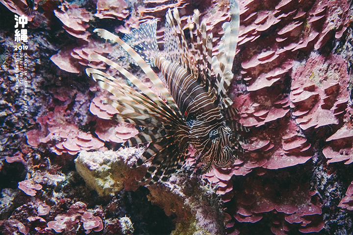 沖繩美麗海水族館-28