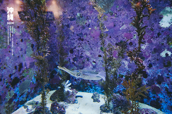 沖繩美麗海水族館-38