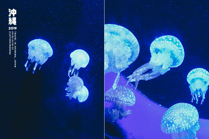 沖繩美麗海水族館-37 沖繩美麗海水族館-37