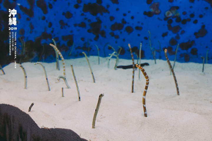 沖繩美麗海水族館-42