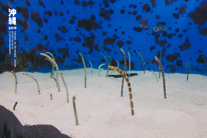 沖繩美麗海水族館-41