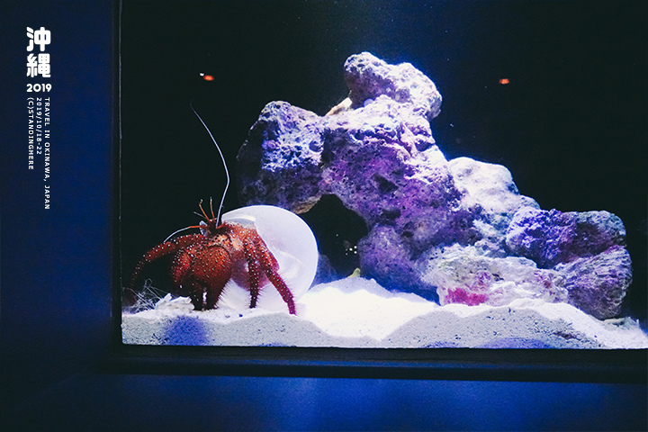 沖繩美麗海水族館-43