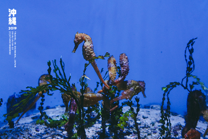 沖繩美麗海水族館-44