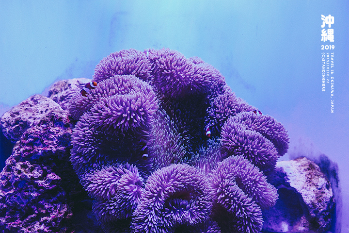 沖繩美麗海水族館-47