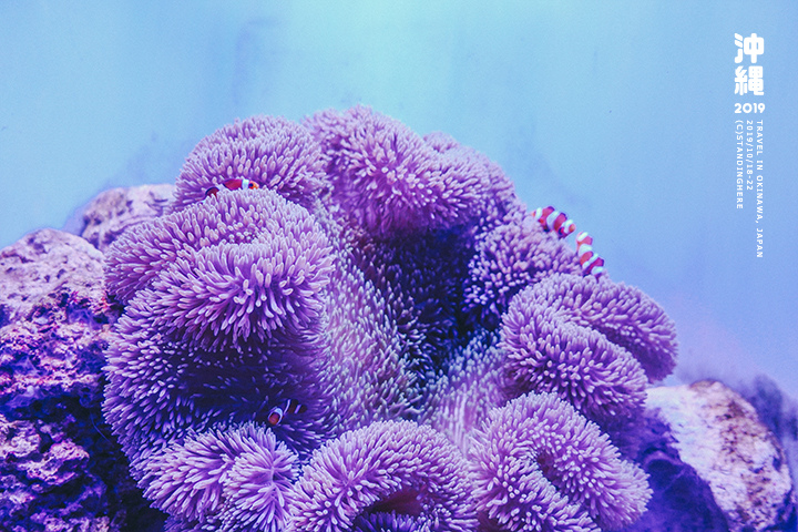 沖繩美麗海水族館-48