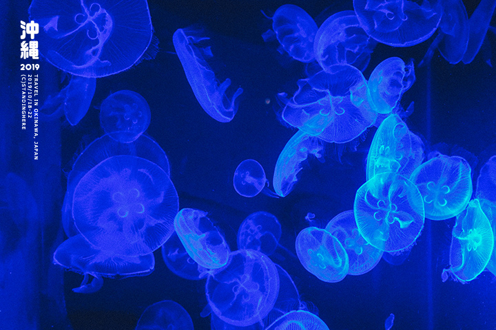 沖繩美麗海水族館-49 沖繩美麗海水族館-49