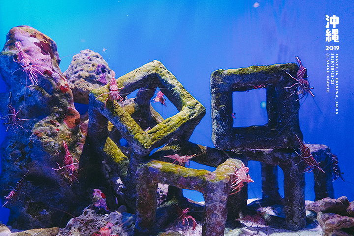 沖繩美麗海水族館-45 沖繩美麗海水族館-45