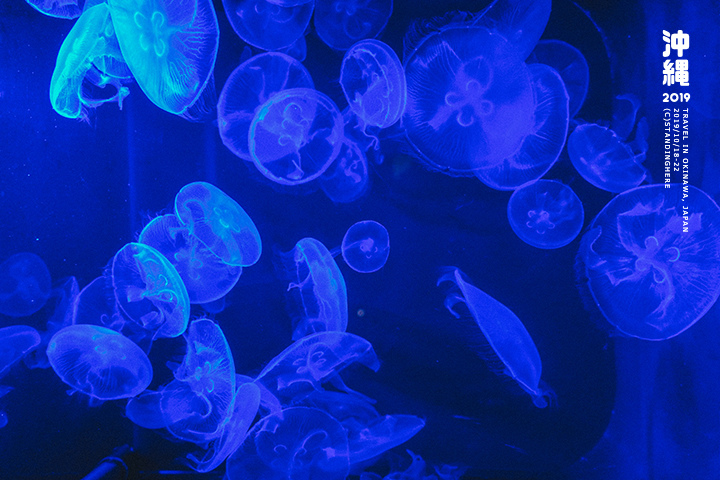 沖繩美麗海水族館-50