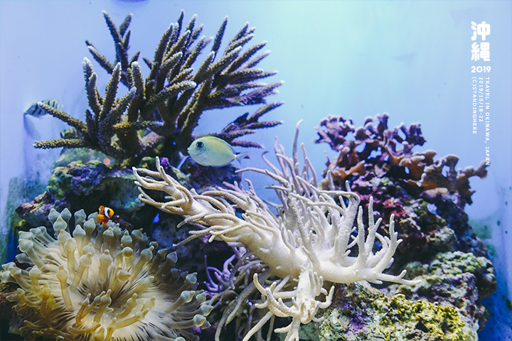 沖繩美麗海水族館-46