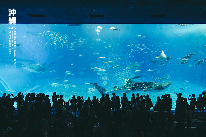 沖繩美麗海水族館-51