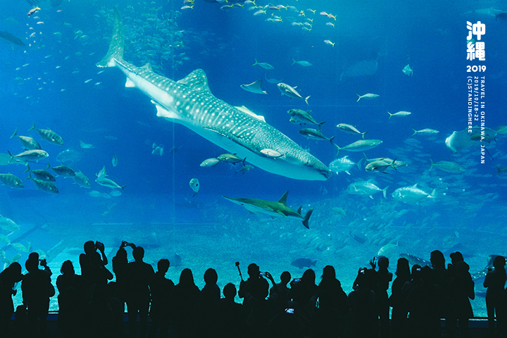 沖繩美麗海水族館-54