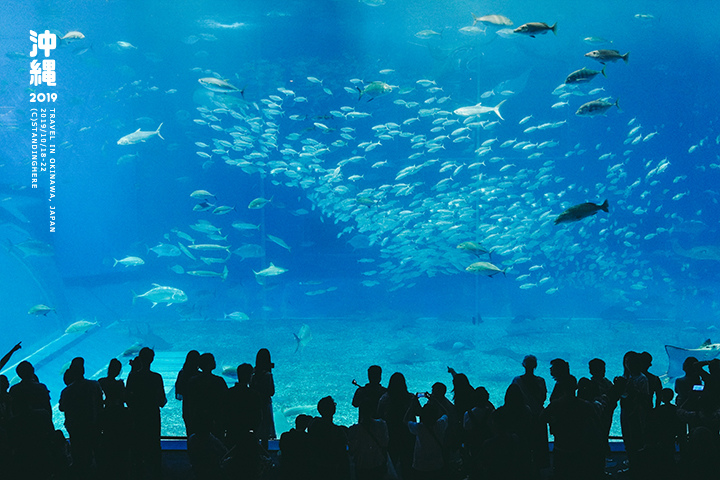 沖繩美麗海水族館-53 沖繩美麗海水族館-53