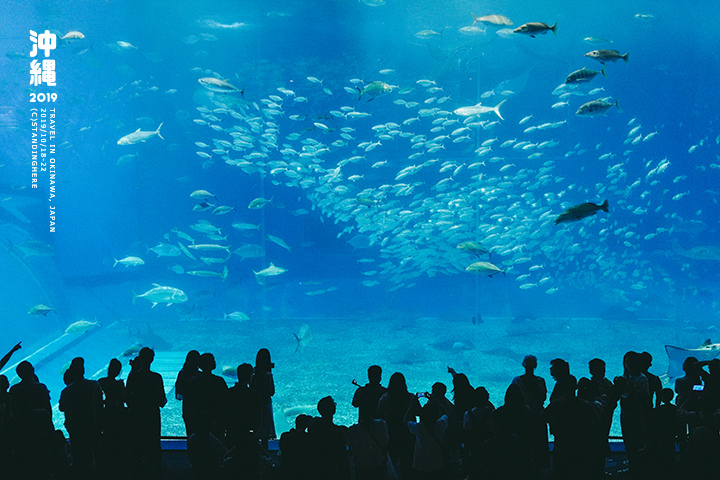 沖繩美麗海水族館-53