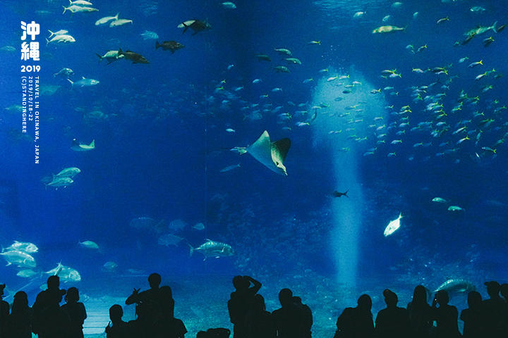 沖繩美麗海水族館-55