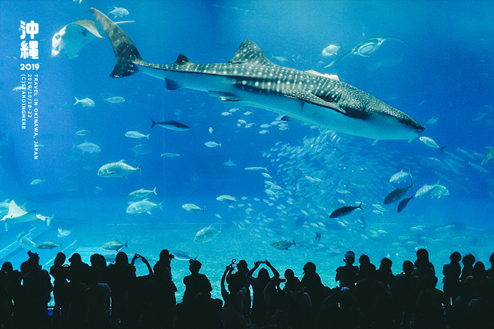 沖繩美麗海水族館-52