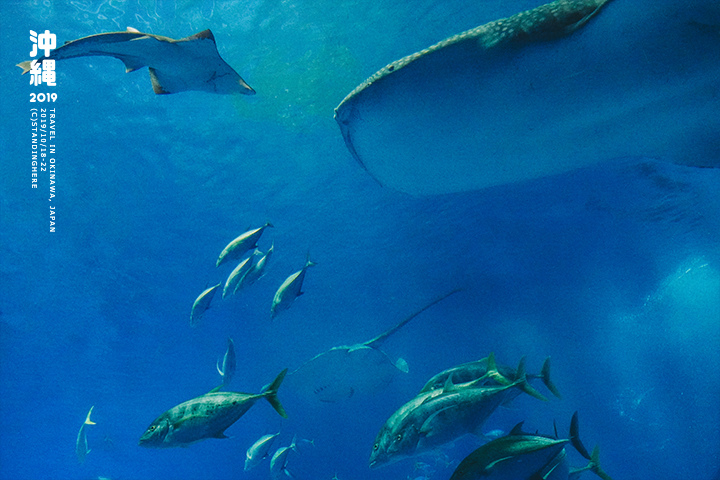 沖繩美麗海水族館-58