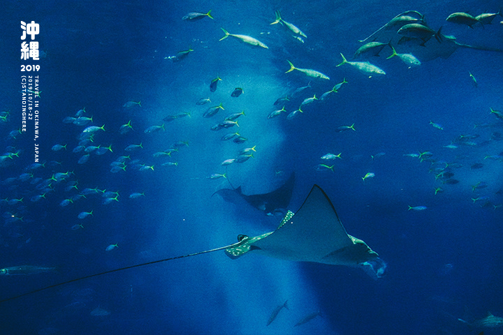 沖繩美麗海水族館-57