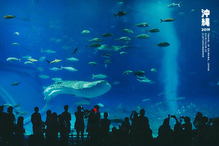 沖繩美麗海水族館-56