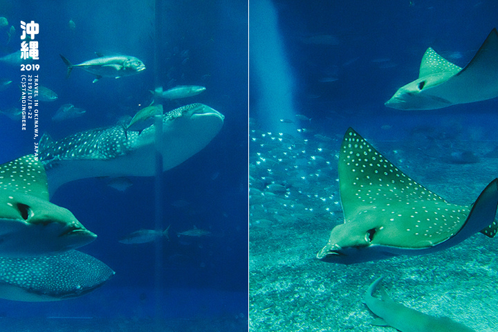 沖繩美麗海水族館-59