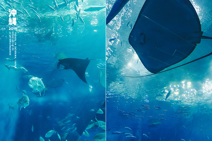 沖繩美麗海水族館-60