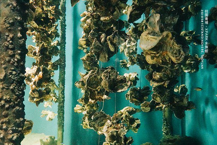 桃園青埔-XPARK水族館-05 桃園青埔-XPARK水族館-05