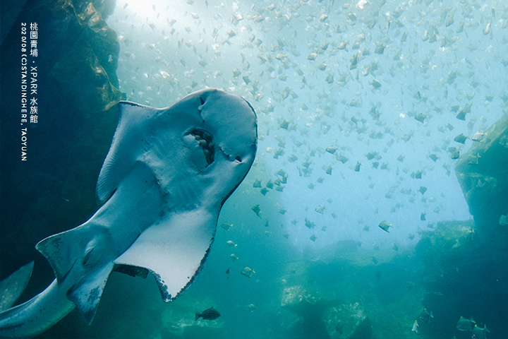 桃園青埔-XPARK水族館-11 桃園青埔-XPARK水族館-11