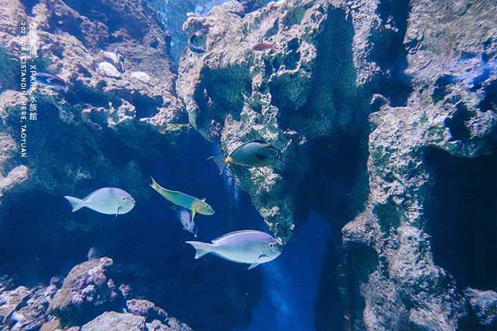 桃園青埔-XPARK水族館-15