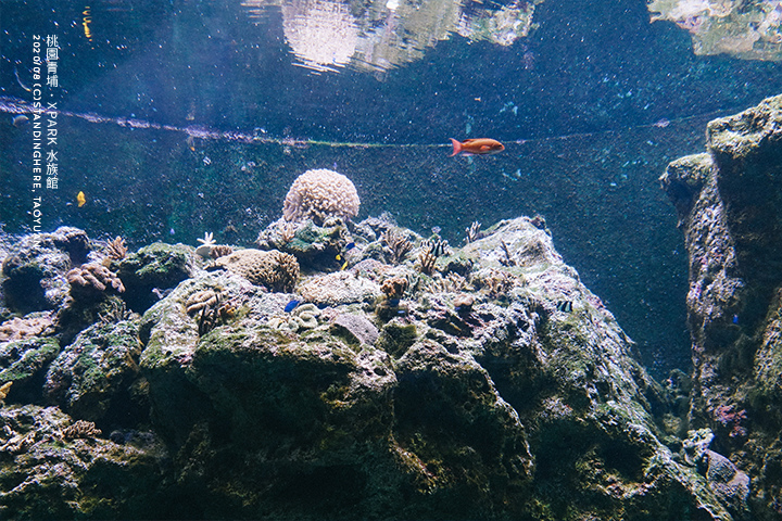 桃園青埔-XPARK水族館-16