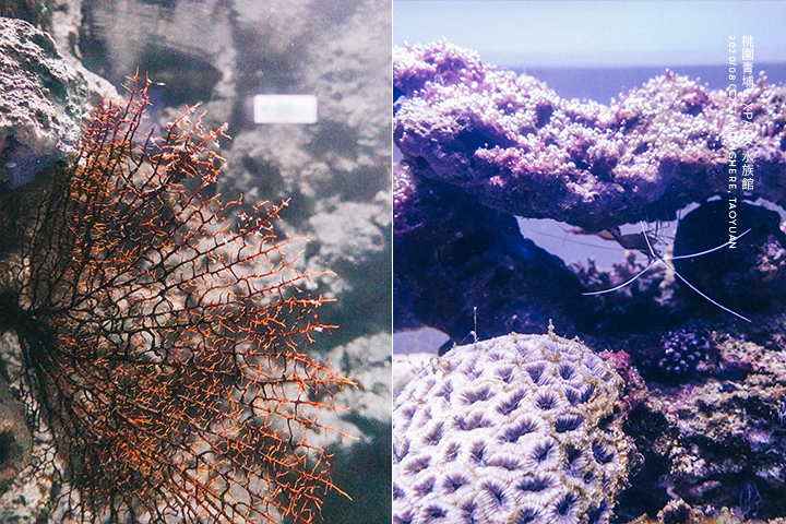 桃園青埔-XPARK水族館-18 桃園青埔-XPARK水族館-18
