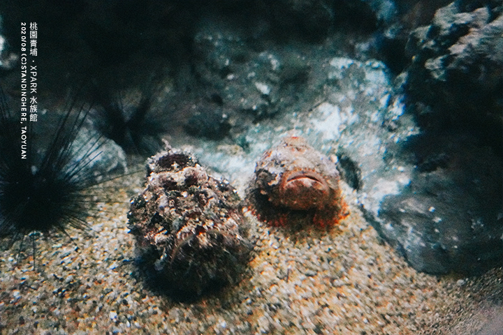 桃園青埔-XPARK水族館-21