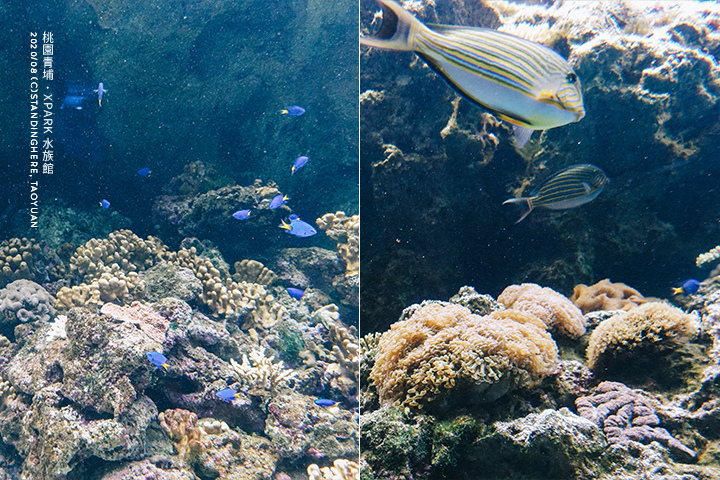 桃園青埔-XPARK水族館-17 桃園青埔-XPARK水族館-17
