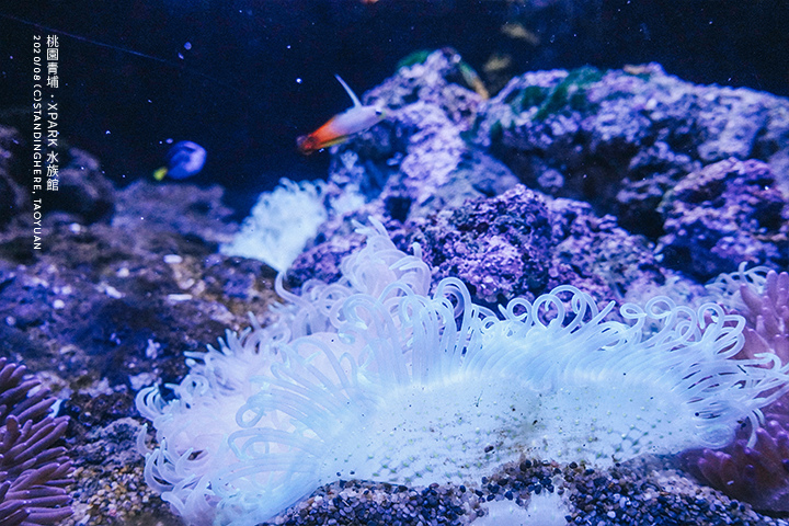 桃園青埔-XPARK水族館-20 桃園青埔-XPARK水族館-20