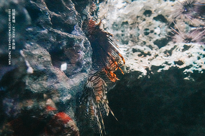 桃園青埔-XPARK水族館-22