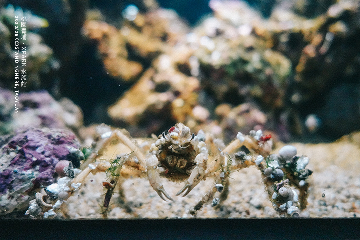 桃園青埔-XPARK水族館-24