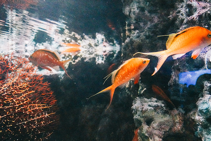 桃園青埔-XPARK水族館-23