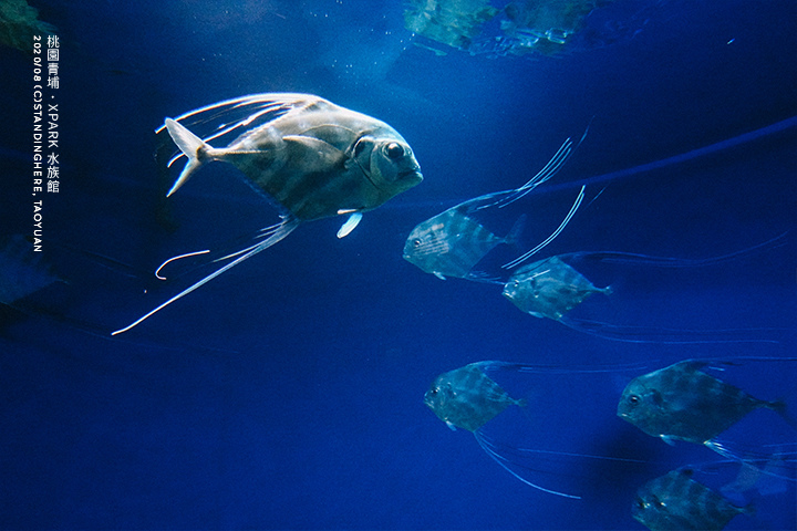 桃園青埔-XPARK水族館-29