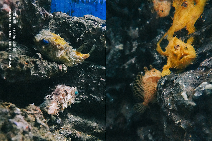 桃園青埔-XPARK水族館-32 桃園青埔-XPARK水族館-32