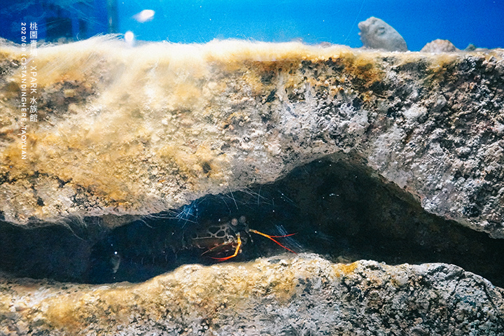 桃園青埔-XPARK水族館-31 桃園青埔-XPARK水族館-31