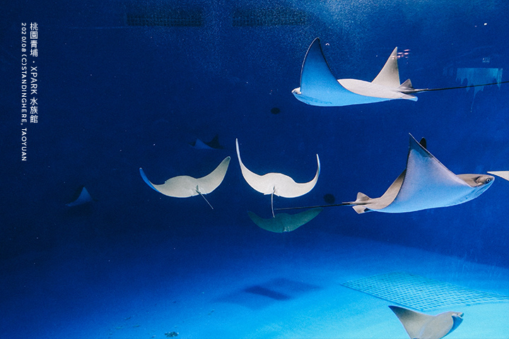 桃園青埔-XPARK水族館-28 桃園青埔-XPARK水族館-28