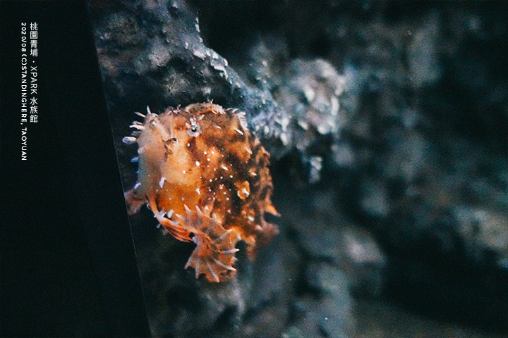 桃園青埔-XPARK水族館-33 桃園青埔-XPARK水族館-33