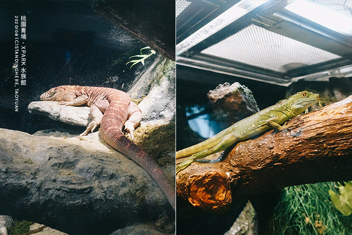 桃園青埔-XPARK水族館-36 桃園青埔-XPARK水族館-36